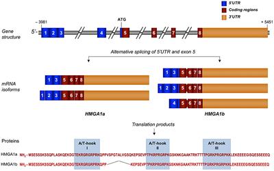 Transcriptional Regulation of Glucose Metabolism: The Emerging Role of the HMGA1 Chromatin Factor